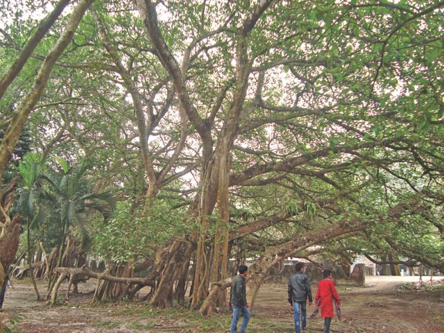 famous-banyan-tree.jpg