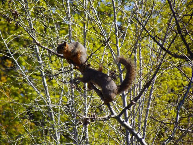 peanut the squirrel, friends, jeronimorubio, daily pet photography (2).jpg