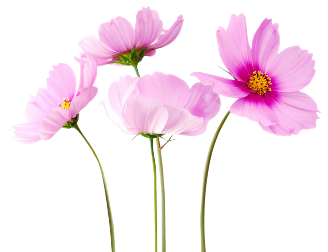 Cosmea-Flower-PNG-Image.png