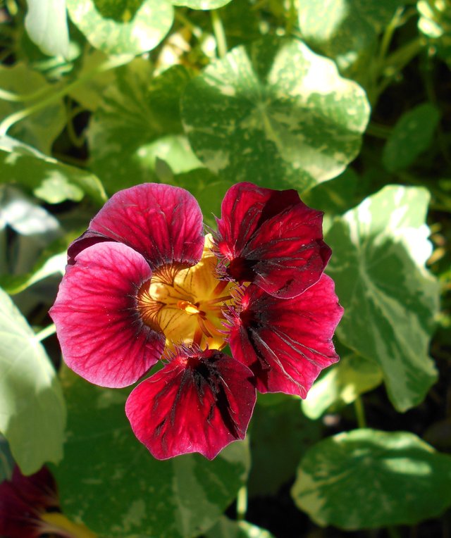 Alaska Red Nasturtium.JPG