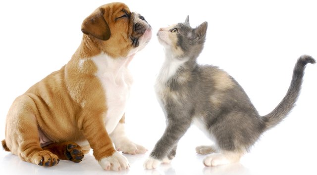 003-cat-and-dog.jpg