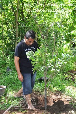 Memadatkan tanah pasca penanaman.jpg