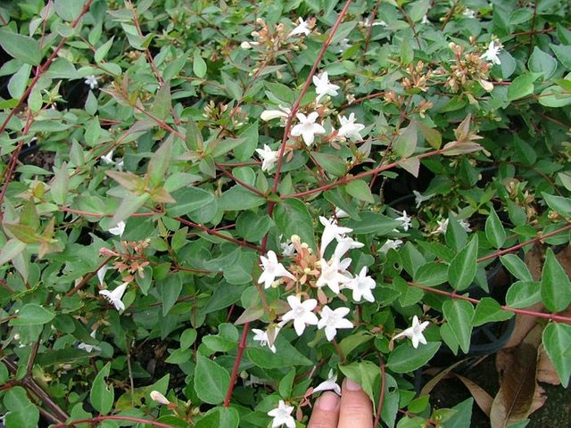 abelia_grandiflora4-1456228537.jpg