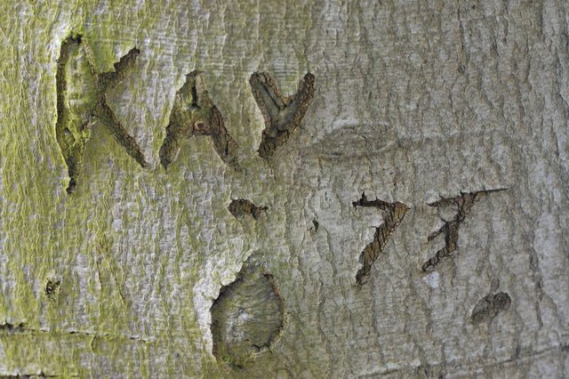 118129320056 - bark inscriptions kay 1973 t l 1959 on beech_1.jpg