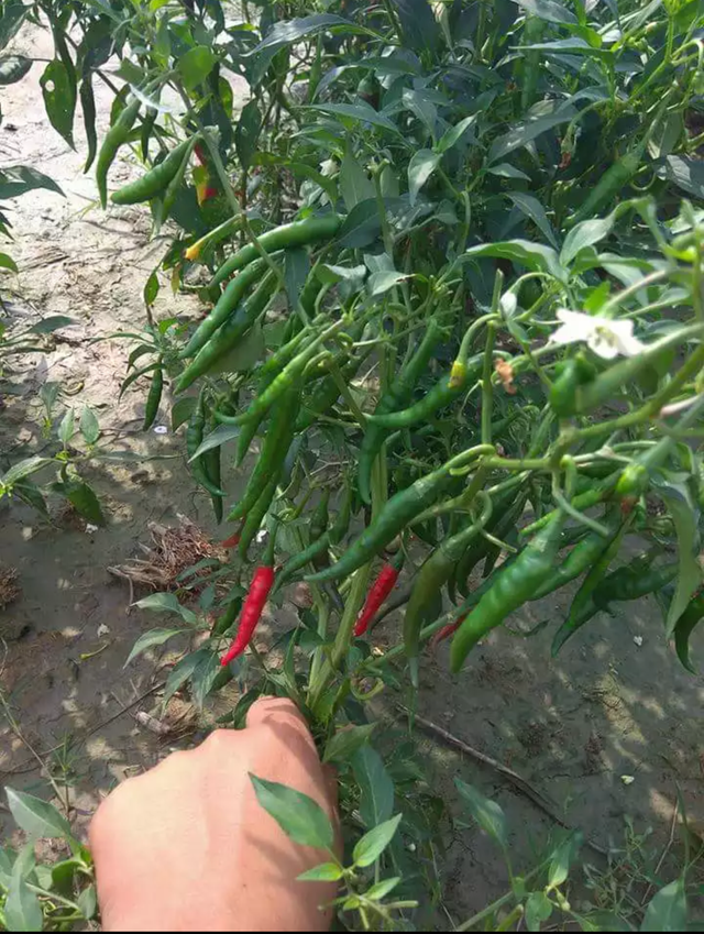 chilli 001.png