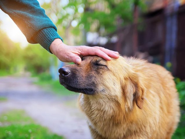 tocar-cabeza-perro.jpg