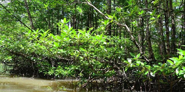 hutan-mangrove.jpg