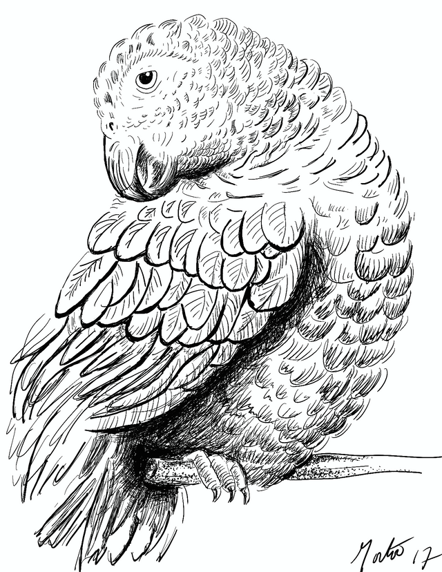 parrot study tutorial CPDH_005.png