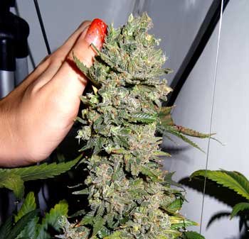 cannabis-cola-is-ready-for-harvest-all-pistils-dark-curled-in-sm.jpg