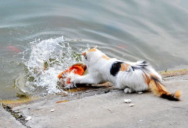 cat-catches-a-huge-goldfish-for-dinner-2.jpg