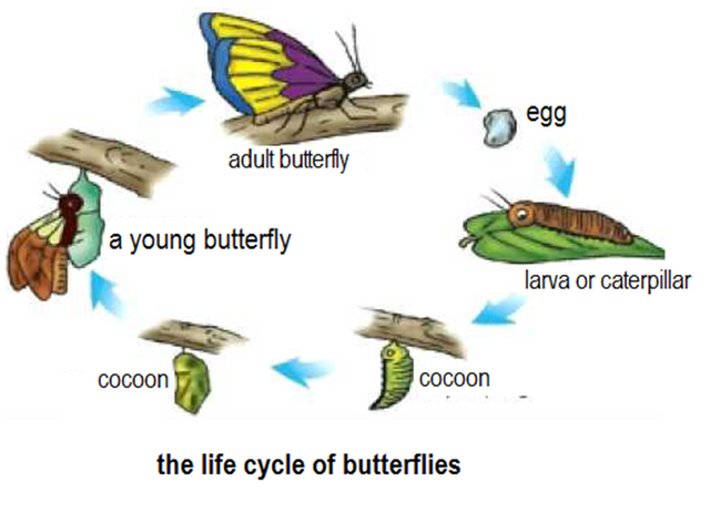 The Butterfly Process