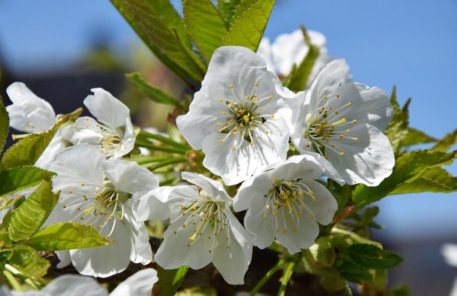 Kirschblüten0.jpg