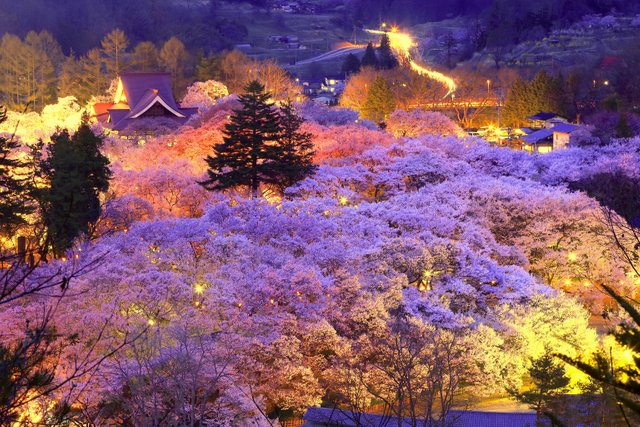 my favorite pic of japanese beautiful blossoms.jpg