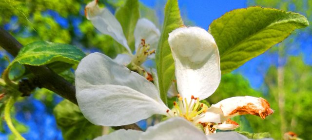 Beautiful Apple tree  Blossoms  Photography in Steemit Blog