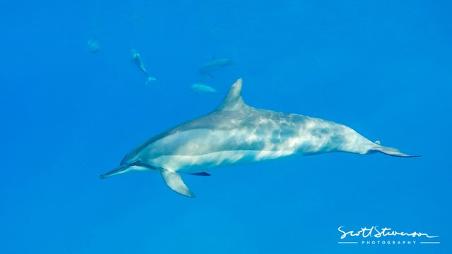 Dolphin-1.jpg
