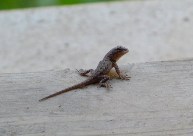 Ozark Critters - Young Eastern Fence Lizard — Steemit