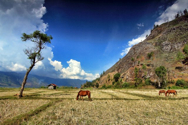 Panorama Ditepi Laut Tawar, Takengon.jpg