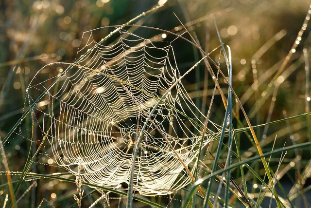 spider-web-1599470_960_720.jpg