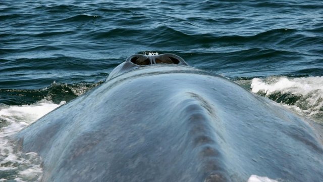 blue_whale_baja-2.jpg