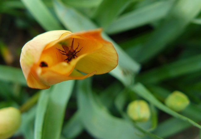 tulip orange mini bee 1.jpg