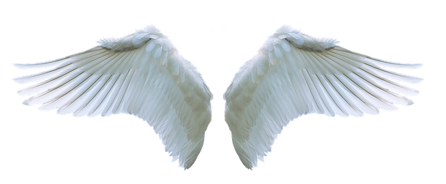 wing.png