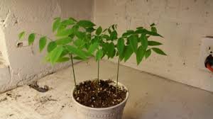 coffee tree seedling.jpg