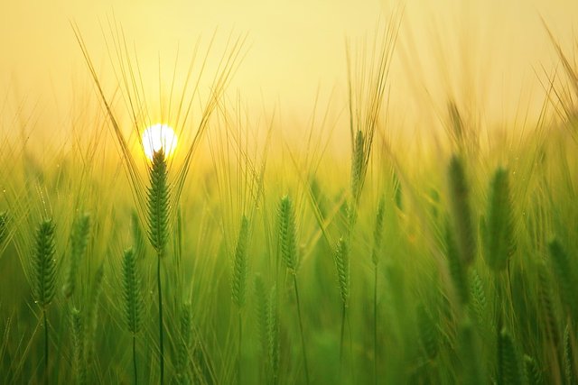 barley-field-1684052_960_720.jpg