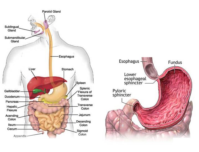 stomach-ulcer-pain-remedy-i1049.jpg