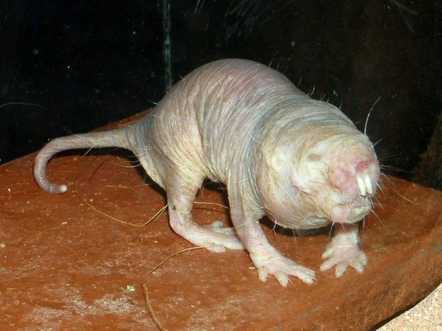 naked-mole-rat-670x502.jpg