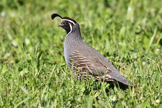 Valley-Quail (1).jpg