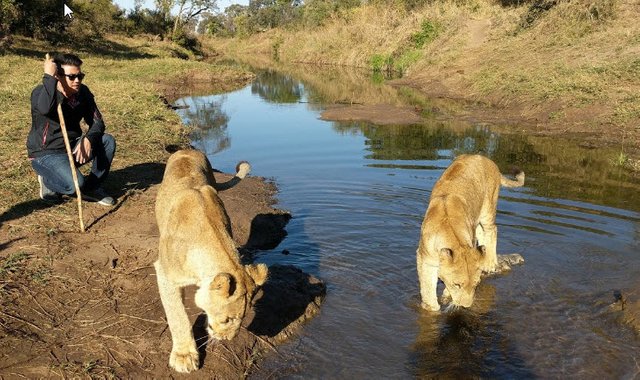 lion walking.jpg