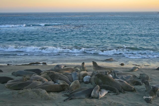 Seal colony1.jpg