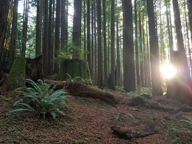 The forest, midway up a hill. Arcata, CA