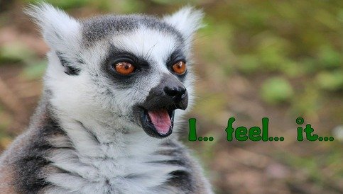 lemur feels it.jpg