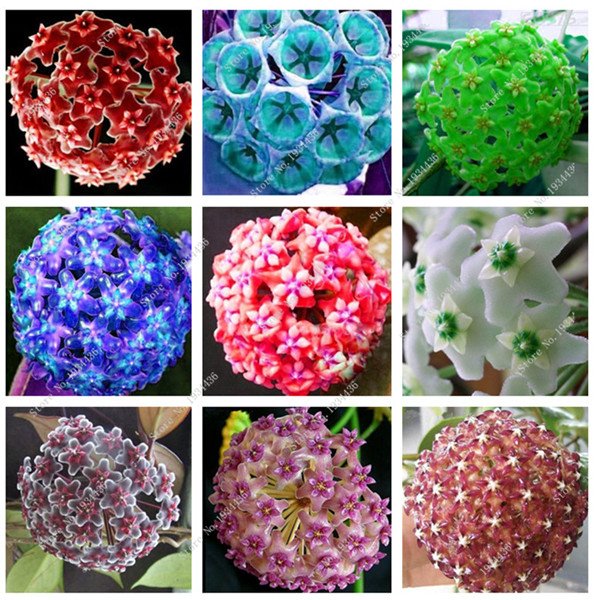 Hoya-carnosa-garden-flower-seeds-plant-the-perennial-plantation-100-indoor-plants-seeds.jpg_640x640.jpg