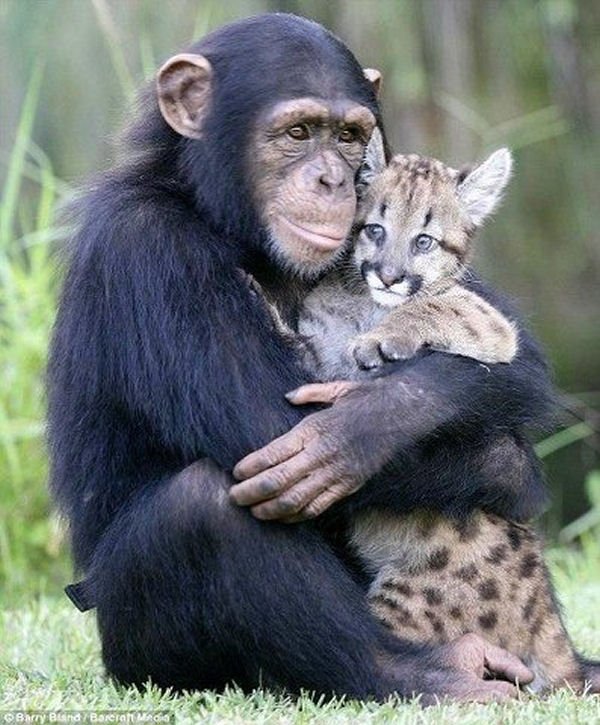 animal-friendship015.jpg