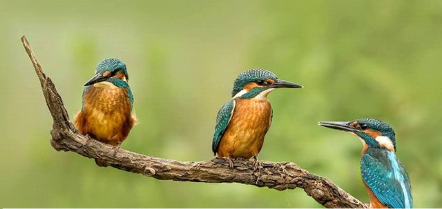 Kingfisher (2).jpg