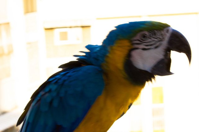 Macaw3