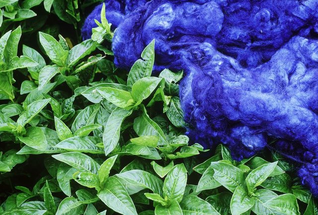 \japanese indigo.jpg
