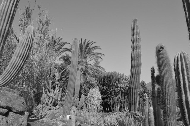 114763918261 - the land of the giant cacti fuerteventura_4.jpg