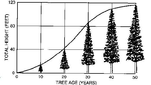 tree growth.jpg