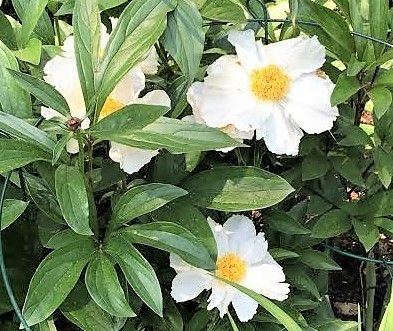 garden peony Krinkle White.jpg