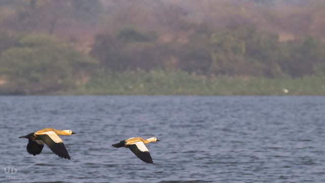 brhaminy shelduck.jpg