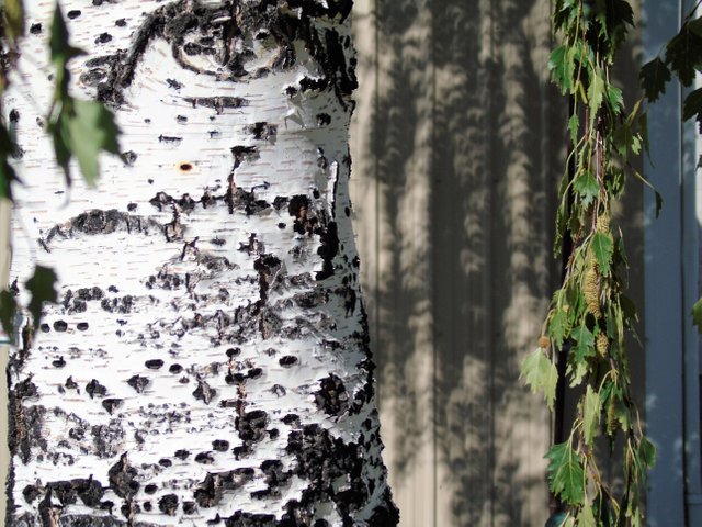 Eclipse shadow through Birch tree.jpg