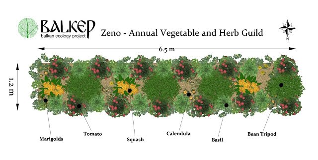 Zeno planting scheme.jpg