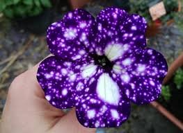 petunia cielo nocturno.jfif