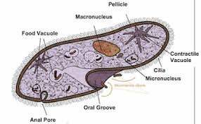 paramecium.jpg