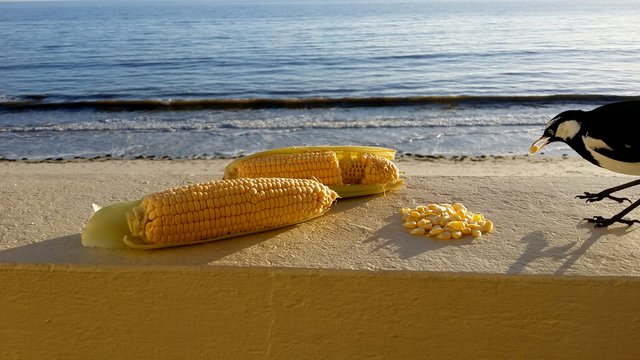 5-corn-seafront.jpg