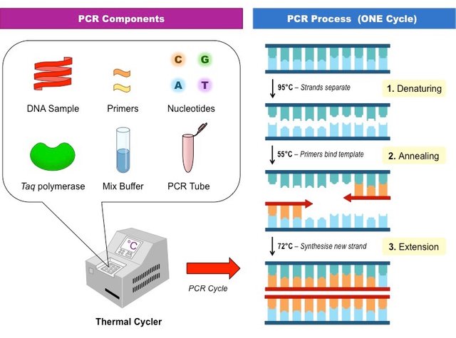 PCR.jpg