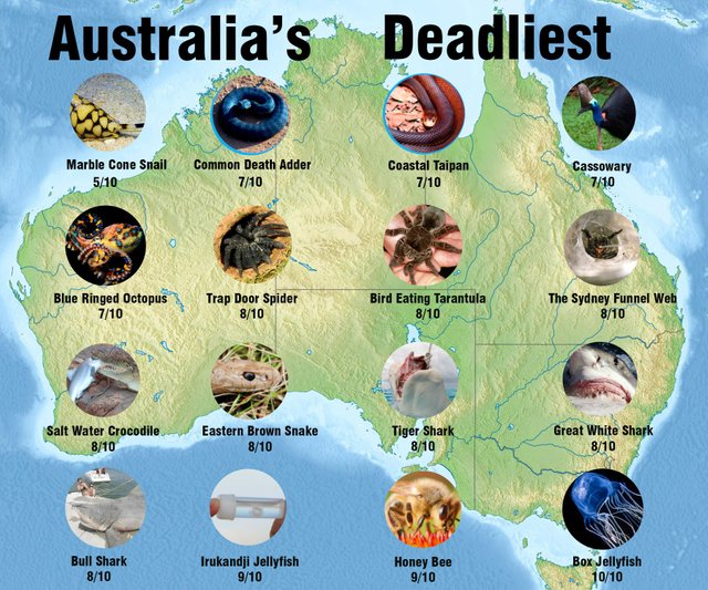 Australia's deadly animals.jpg